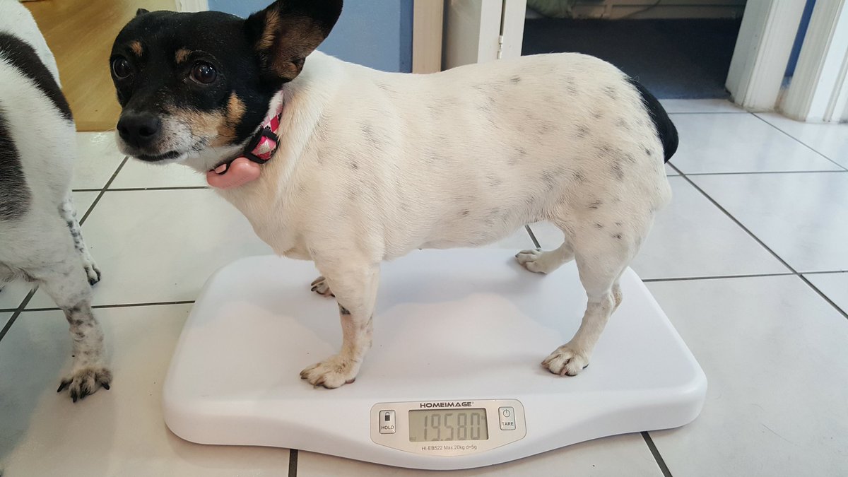 mimiweightloss's tweet photo. Keeping my weight in check. Need to lose 4 more pounds. #weightloss #fitdogs #gettingskinny https://t.co/PBesi54k6V