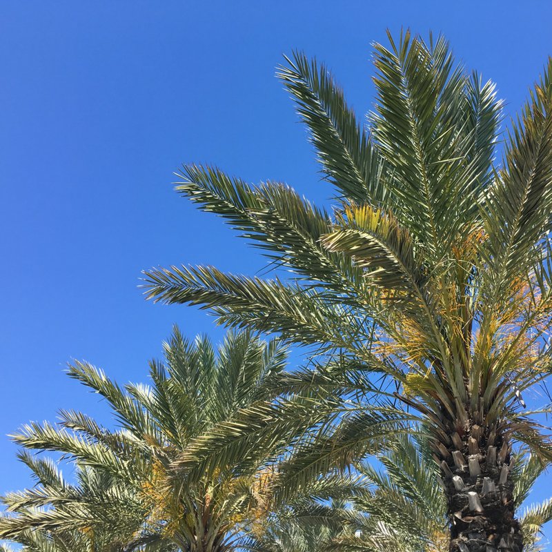 VISITFLORIDA's tweet image. When you start seeing these, you've arrived. #ThursdayThoughts #LoveFL