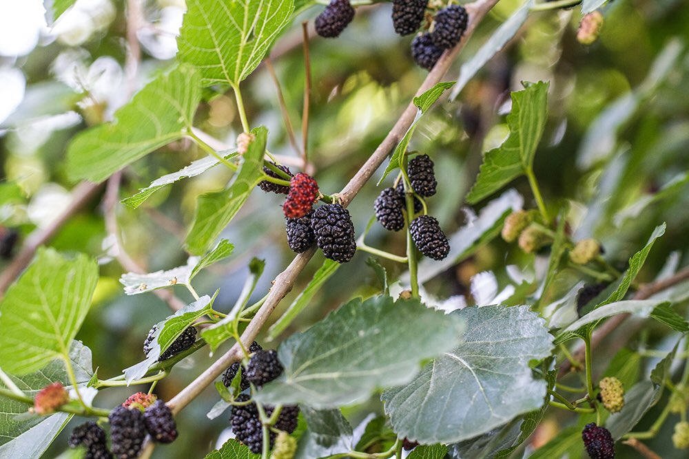 sanleaf's tweet image. Ein #Maulbeerbaum auf dem Gelände der Ayurveda-Universität von Parpola / Indien 💛

#healthyfood #vegan #fitness  #indien #fruits #travel