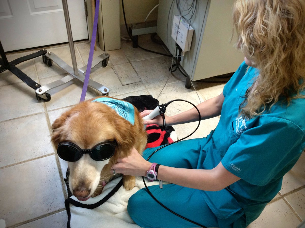 TenderTouchDVM's tweet photo. We're hiring! @TenderTouchDVM is seeking a FT Vet Tech &amp; a PT Vet Tech to add to our team. Visit https://t.co/9mqPUY20CL to apply now! https://t.co/qDiXESbfes