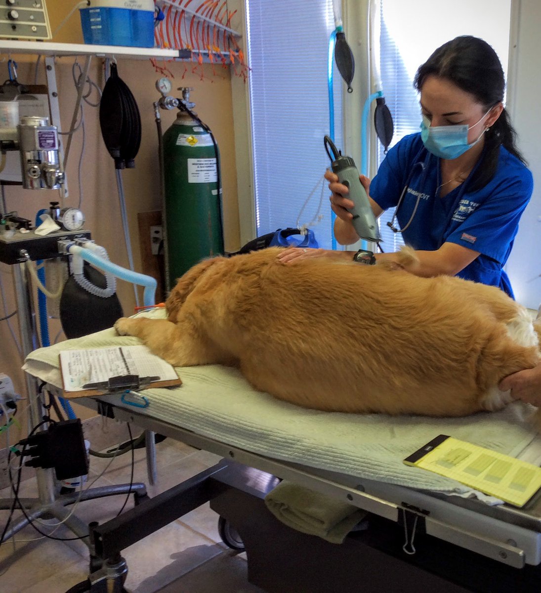 TenderTouchDVM's tweet photo. We're hiring! @TenderTouchDVM is seeking a FT Vet Tech &amp; a PT Vet Tech to add to our team. Visit https://t.co/9mqPUY20CL to apply now! https://t.co/qDiXESbfes