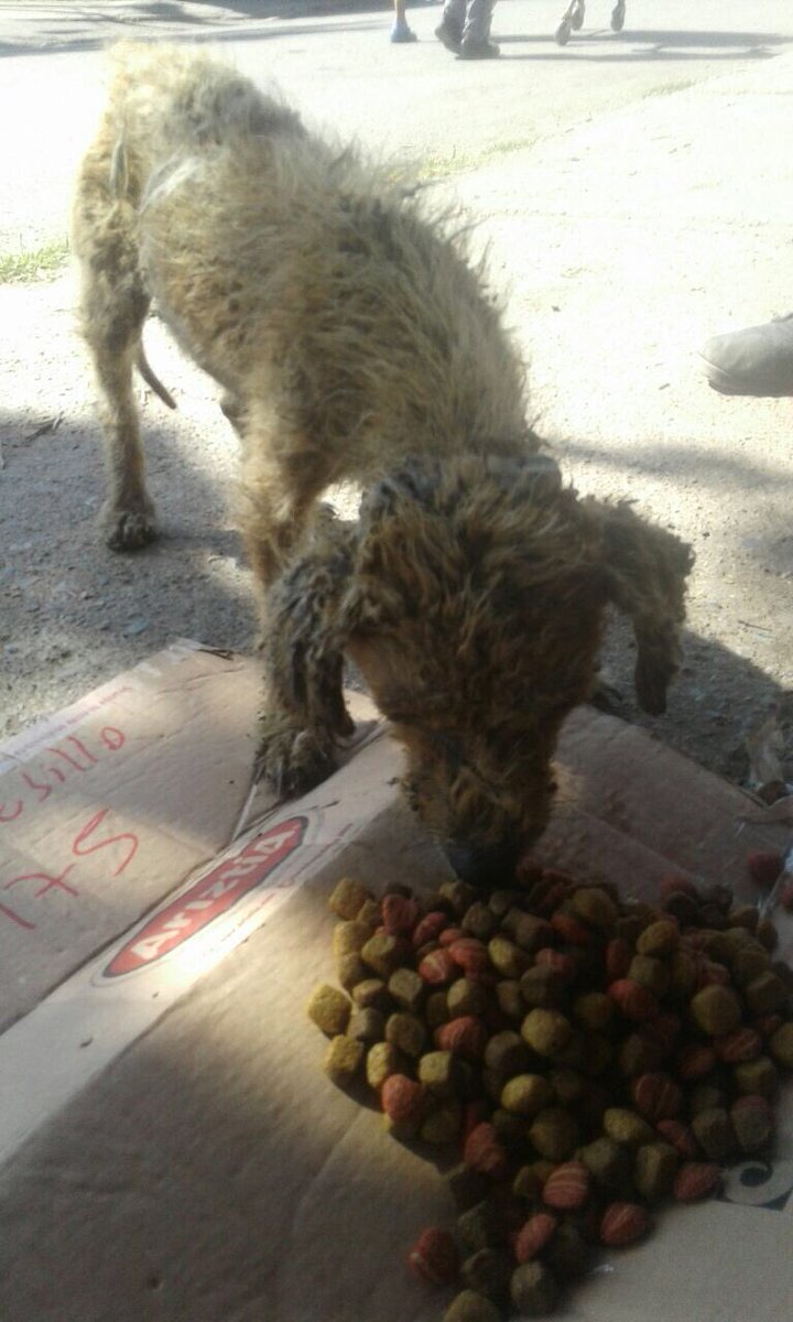 #SOS Amigos encontramos este perrito hoy en #LaPintana está lleno de sarna y le pusieron algo en su cuerpo que le quemo necesitamos ayuda RT