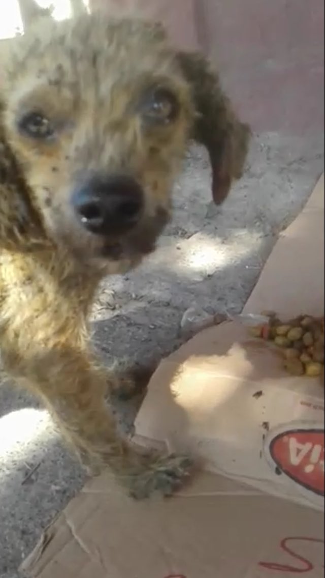 Salvando Patitas Chile 🇨🇱 tweet media