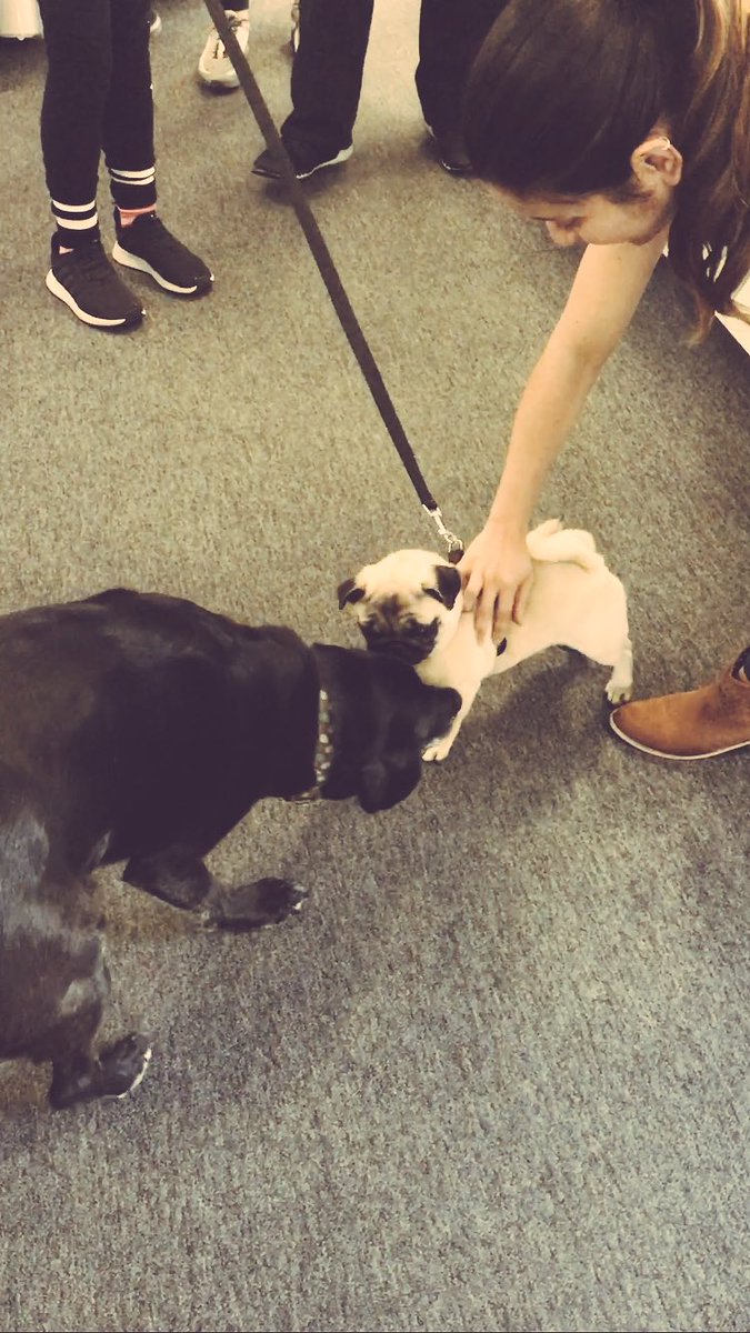 MCIWellbeing's tweet photo. Some offices do #kidsatworkday we do #dogsatworkday #alfie #pugsley #woof 🐶 https://t.co/N6T8sJ7z19