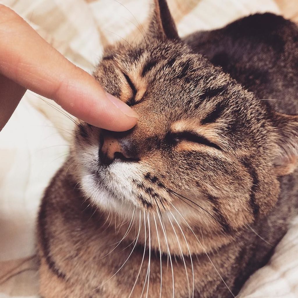 しじみ週間 猫ブログ Shijimiblog Twitter