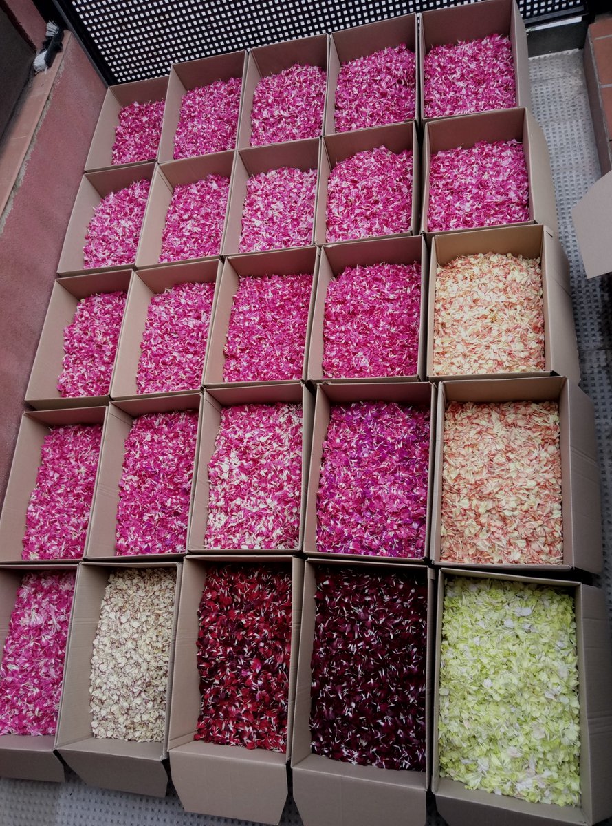Manugueju's tweet photo. Todo preparado para la "Petalá" en O'Donnell a Nuestra Señora de la Esperanza. @EspDeTriana @LaPasionCTV #SSantaSevilla17 #SSantaElCorreo https://t.co/ZFWmCbAjdD