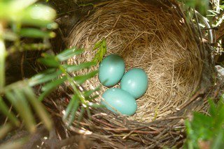 wolffSDhomes's tweet photo. Have you heard of Nestwatch?  It's pretty cool! Do any of you have any nests popping up so f https://t.co/LPRGFIvL05 https://t.co/lMVLUPisQ0