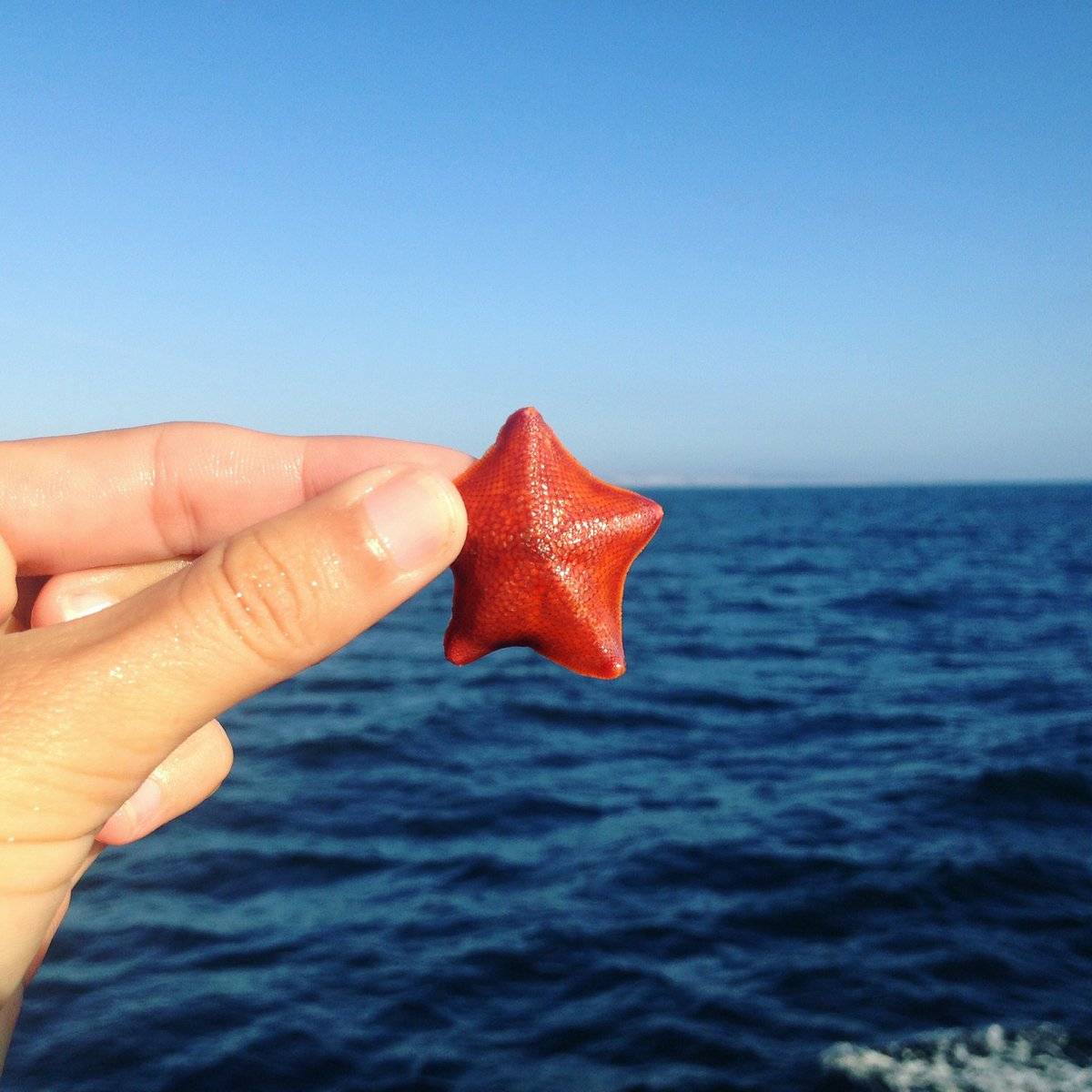 Ocean_Allison's tweet photo. Teaching #marinebiology & #oceanlove to 5th graders from Arizona. For many it was first time in the ocean on a boat #floatinglab #sandiego https://t.co/2QPqDI2J5h