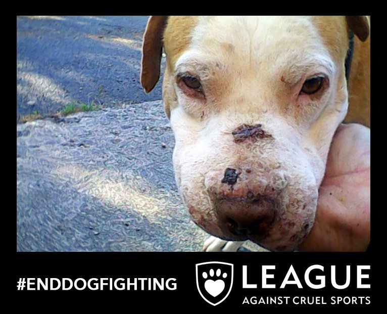 RT if you agree that there should be a national register of people banned from keeping dogs. Help us #enddogfighting league.org.uk/enddogfighting