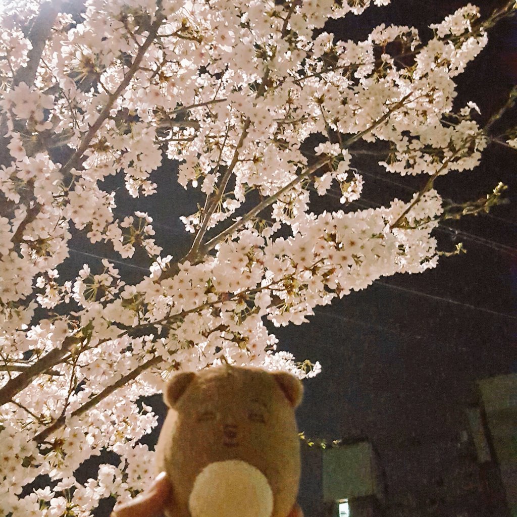 nesu88_in's tweet photo. 어먀랑 밤산책🌃❤
초점안맞아서 어먀 화나따여.. https://t.co/TY7nqkmp8g