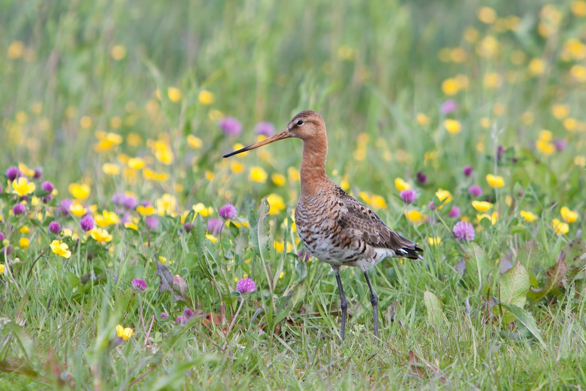 In mei zijn weidevogels op hun mooist! Ga mee op een van de vele gratis weidevogelexcursies in Nationale Vogelweek vogelweek.nl/nieuws/bericht…