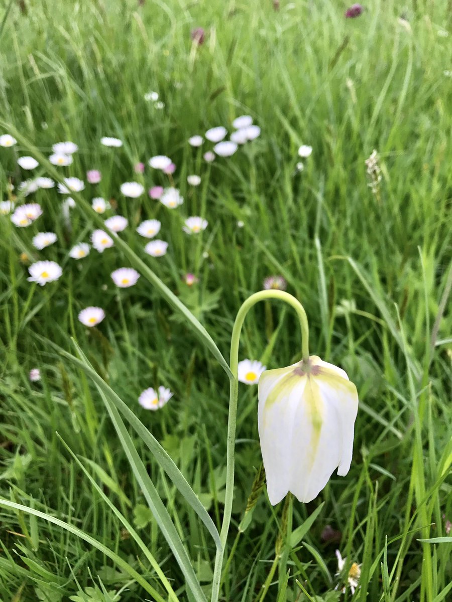 apblackwell's tweet photo. @GWmag #spectacular #kewgardens #GardenersWorld #2for1entry https://t.co/LsRhAlXq8f