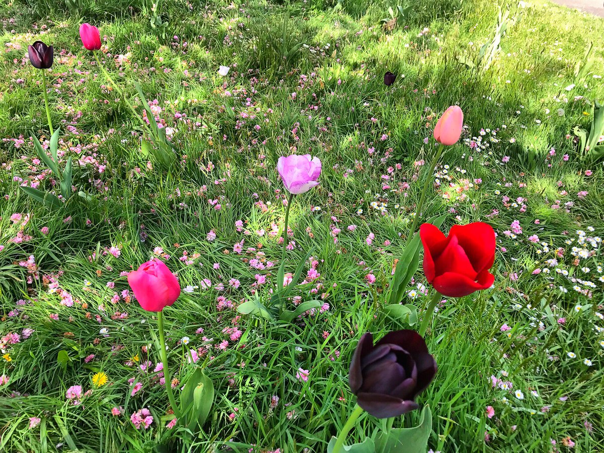 apblackwell's tweet photo. @GWmag #spectacular #kewgardens #GardenersWorld #2for1entry https://t.co/LsRhAlXq8f