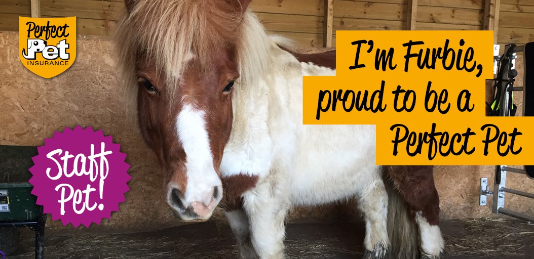 Meet Furbie, our super cute Perfect Pet Staff Pony! 🐴❤️