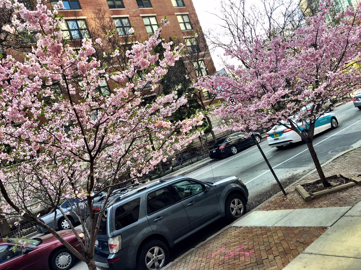 CandidCandace's tweet photo. Figured now would be a good time to share these spring (?) pics I took yesterday. #toogloomy, #needVitD, #nogoldenorb https://t.co/5f4k0y12M7