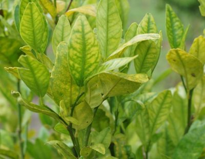 Citrus Industry tweet media