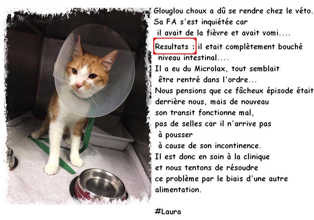 Association Miniku Visite Chez Le Veterinaire Pour Glouglou Choux Cat Chat Veterinaire Fievre Vomi Intestinal Microlax Amelioration Rechute Clinique T Co Kawpro1qf2