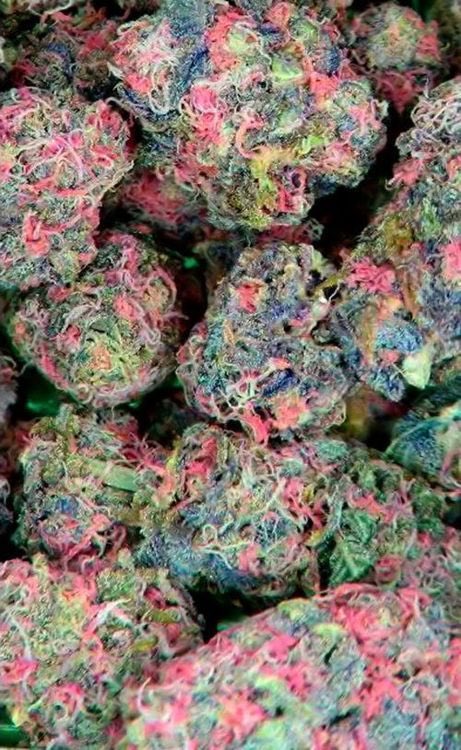 Society_420's tweet photo. | Fruity Pebbles | Hybrid | Green Ribbon (Hybrid) X Grandaddy Purple (Indica) X Tahoe Alien (Hybrid) | #DailyStrain | #ColorfulCannabis | https://t.co/iLMvhHq8Co