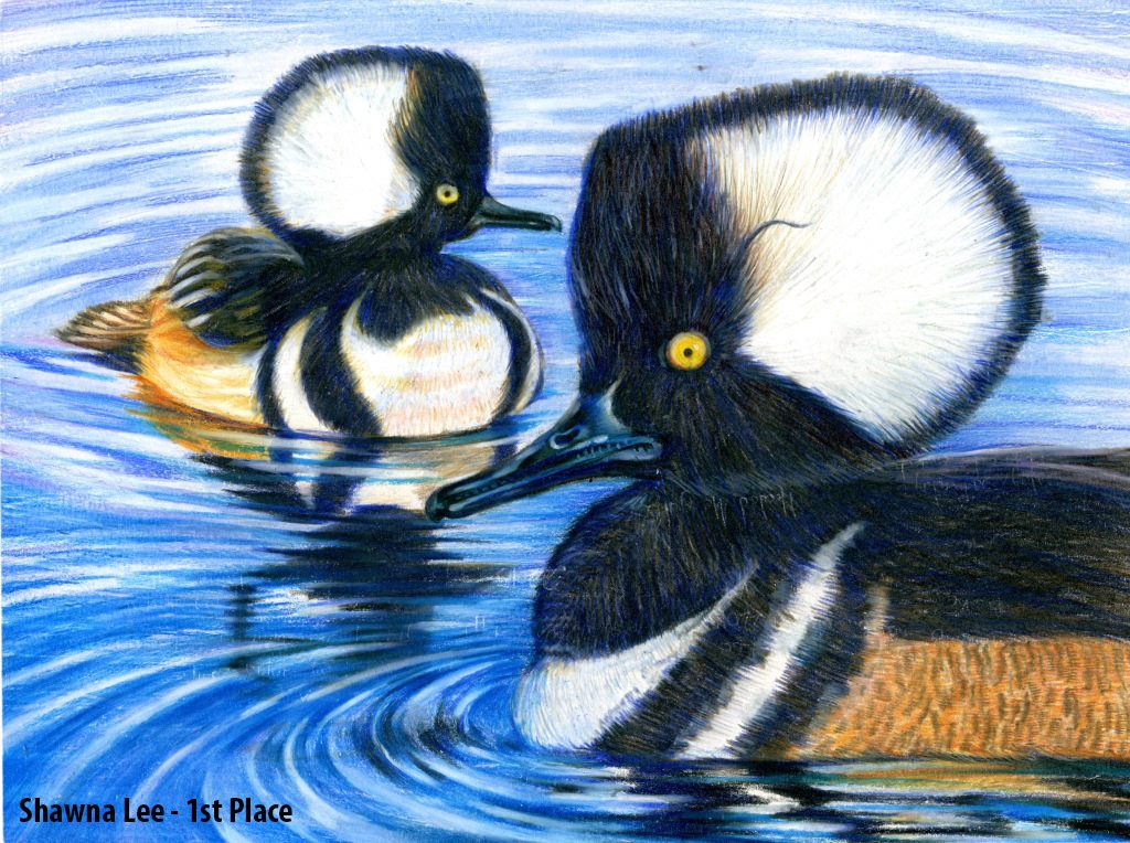ChincoteagueNWR's tweet photo. Mulan &amp; Shawna both placed 1st for 4th-6th grade entries in the Virginia Junior Duck Stamp contest. Congratulations artists! https://t.co/UC4uZggooH