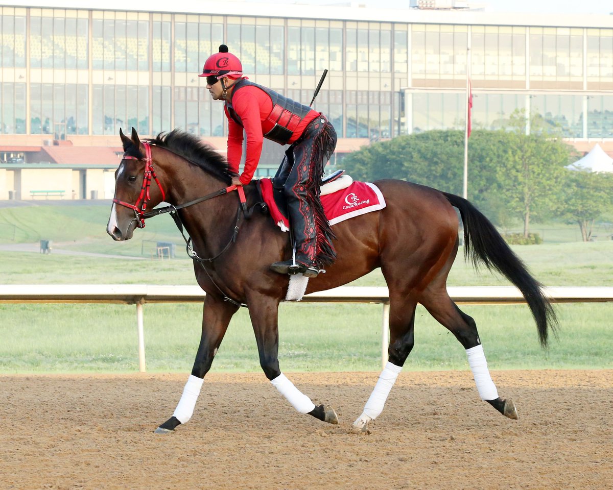 BH_AEberhardt's tweet photo. #TeamCasse’s #ClassicEmpire trots/gallops @OaklawnRacing for G1 #ArkansasDerby on Saturday. #Oxleys @MarkCasse @casseracingnc @CoadyPhoto https://t.co/yGarPVbqgJ