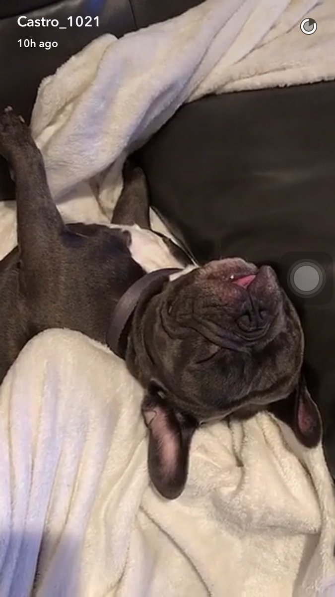 BoostBassNation's tweet photo. @Castro1021 HYPE!! Looks like your dogs agree. Lol https://t.co/j83l2hBx9B