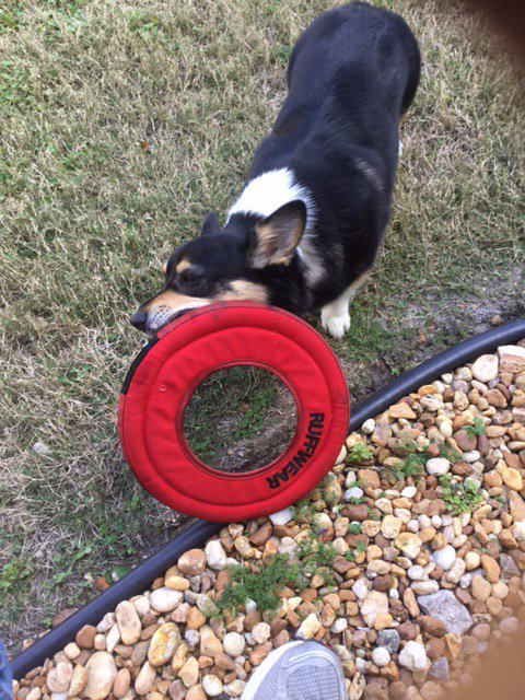 StephenKing's tweet photo. Molly, aka the Thing of Evil, discovers one ring to rule them all, one ring to bind them. It was in Mordor, where she is a frequent visitor. https://t.co/7PmPsUlzCE