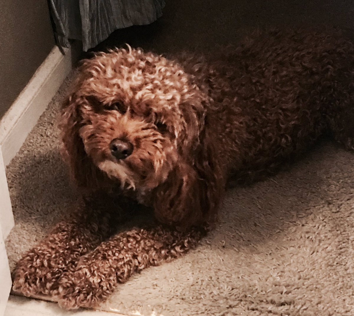 SturmsDawn's tweet photo. This face!  Sits by my bathroom door every morning while I get ready. ❤️ https://t.co/YyaMVhsCEK