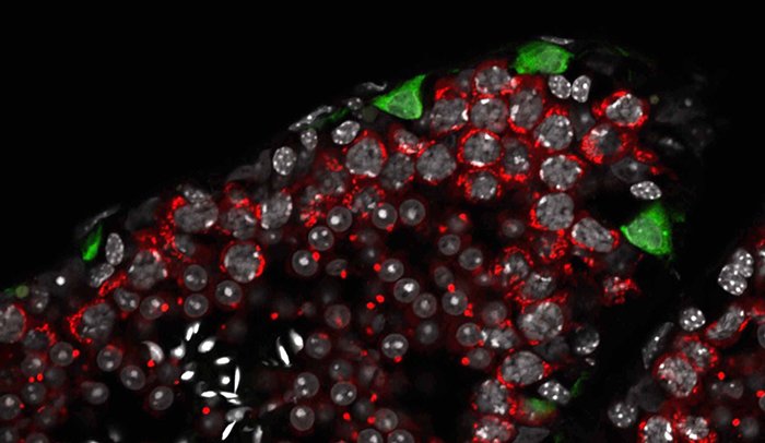 RockefellerUniv's tweet photo. A #TuschlLab study shows how one molecule allows eggs and sperm to develop properly: https://t.co/MXYOE6w6Dg https://t.co/HuWf0EuFPN