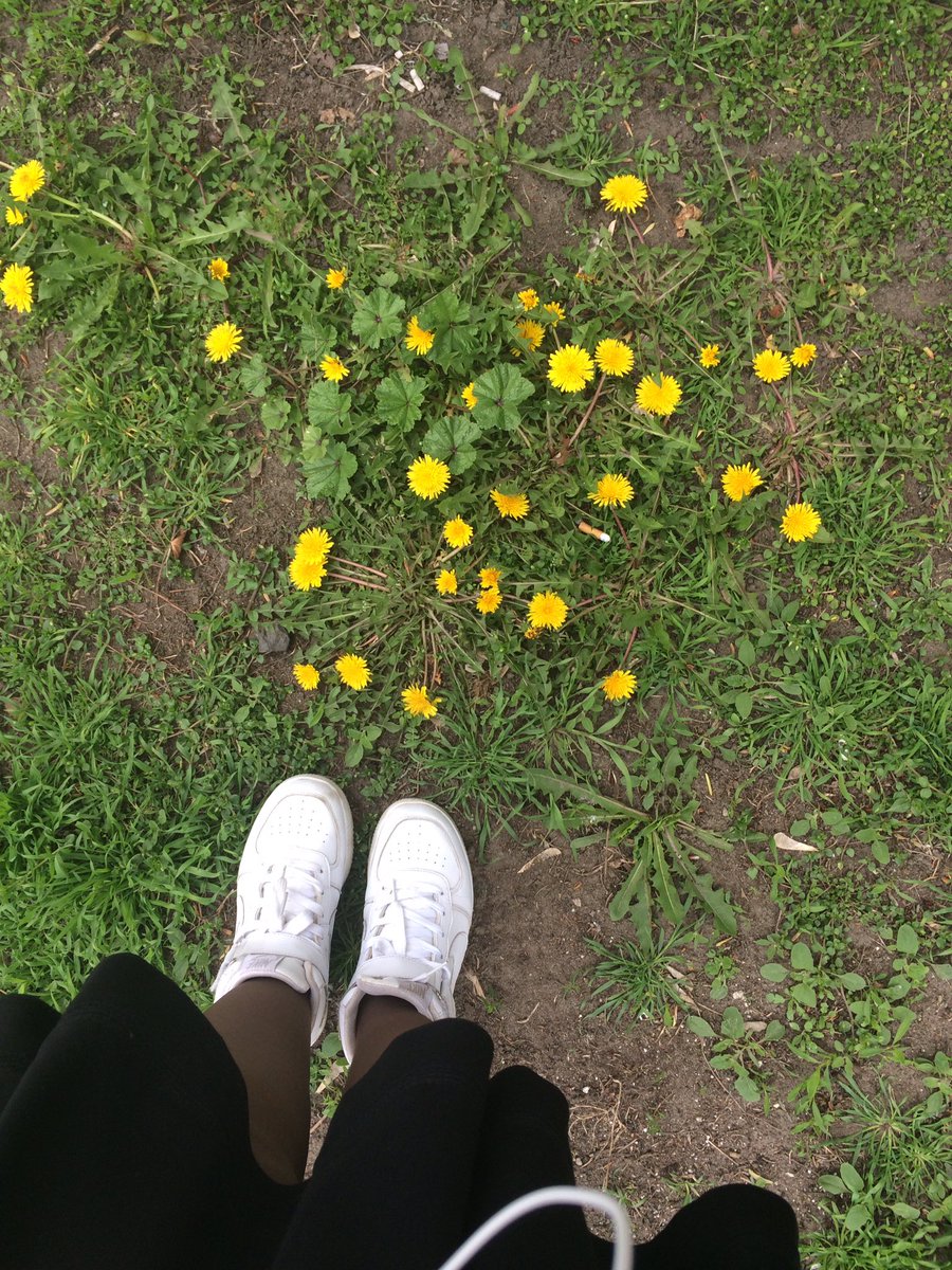 PZefirka's tweet photo. Уже цветут🌸💛 https://t.co/qeJJi1HKlh