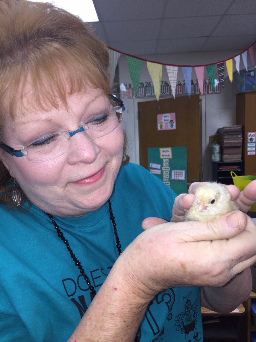 LMerrettFWISD's tweet photo. Mrs. Russell's kindergarten class has been raising eggs and waiting for them to hatch!  They hatched this week!  What an exciting experience https://t.co/MTGz9qzwqy