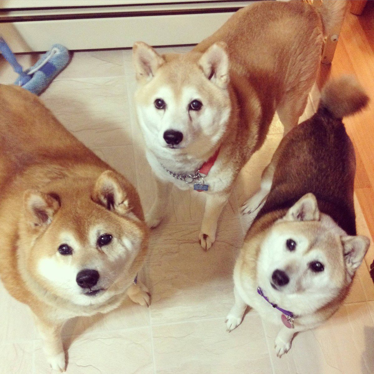 Baby Animals tweet media