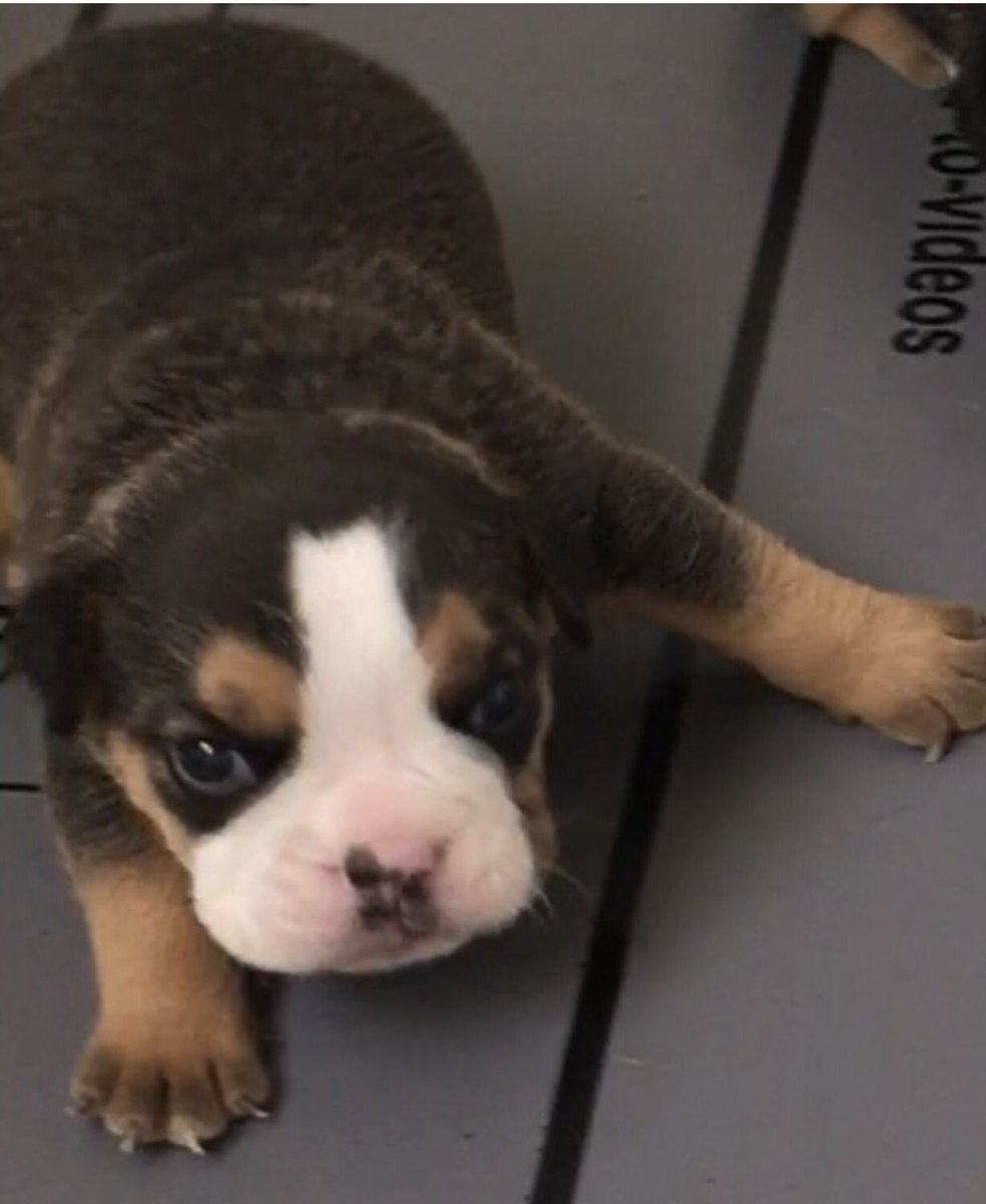 Queen City Bulldogs (Q_C_Bulldogs) Twitter