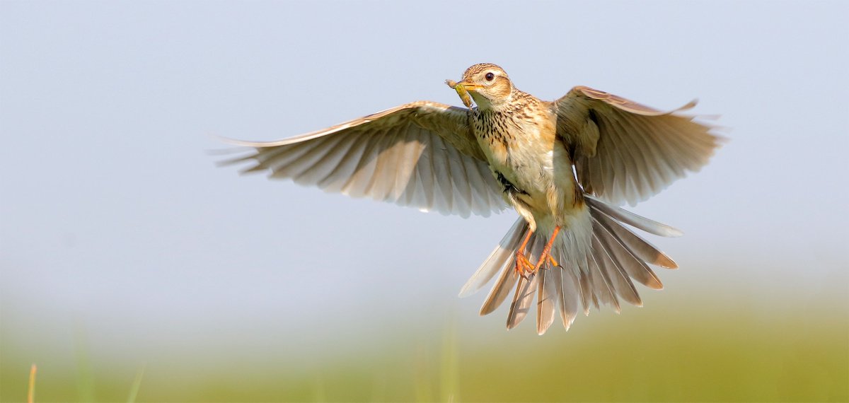 Help aub mee het EU-landbouwbeleid te veranderen. Laat hier uw stem tegen de kaalslag horen: vogelbescherming.nl/bescherming/wa… #livingland