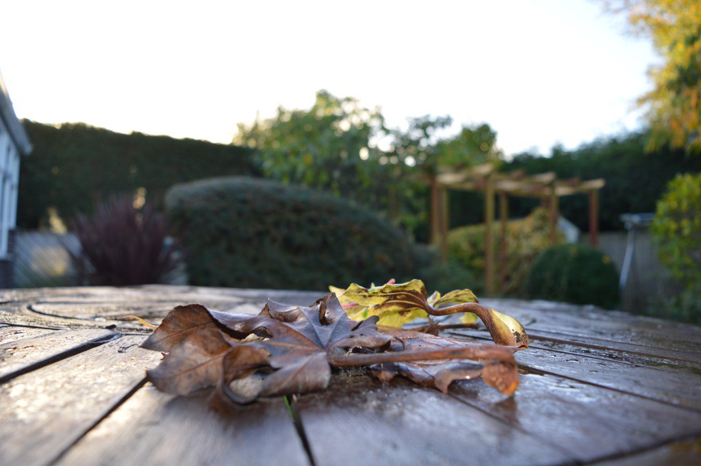 studentlylinc's tweet image. Country boy in the big city: wildlife and nature studentlyweb.wordpress.com/2017/04/13/cou…