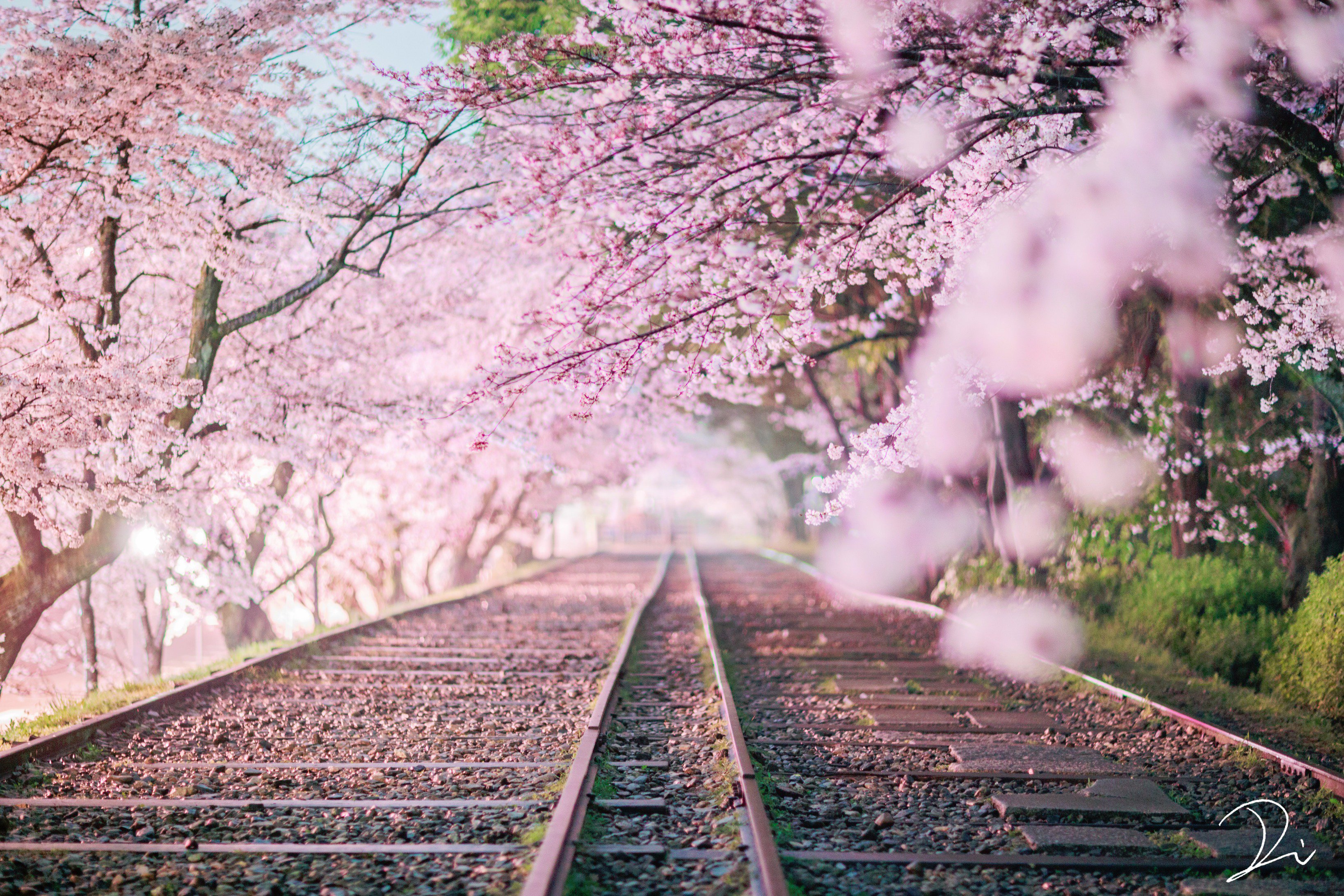 Twitter 上的 うさだぬ 京都写真家 夢桜 まるで御伽噺に出てくるような 幻想的な桜並木 その真ん中を走る線路は桃源郷へと続いているかのようでした これ 昼間のように見えますが実は夜なんです 霧雨の降る真夜中に夢中で撮り続けました 京都夜桜