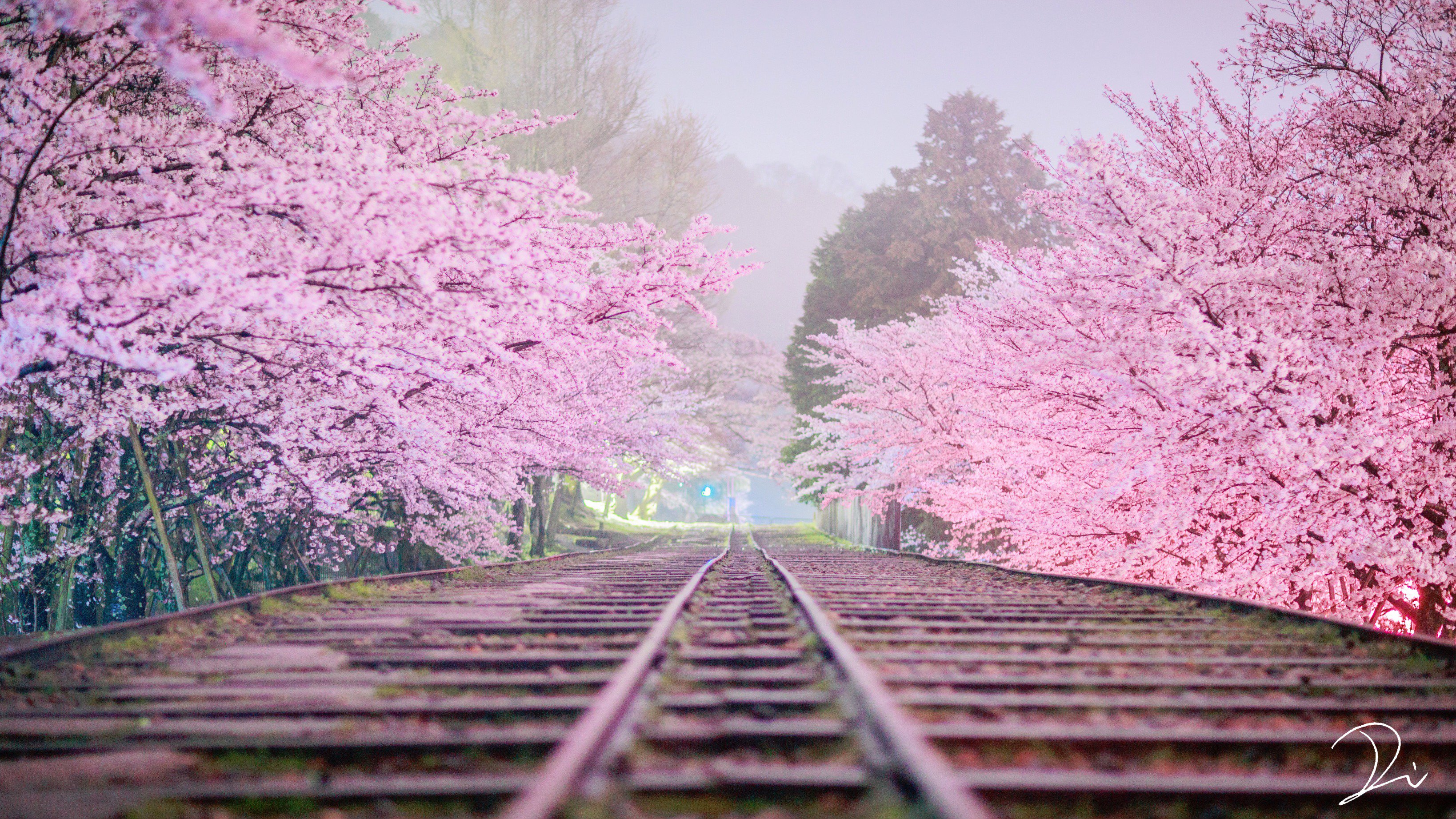 Twitter 上的 うさだぬ 京都写真家 夢桜 まるで御伽噺に出てくるような 幻想的な桜並木 その真ん中を走る線路は桃源郷へと続いているかのようでした これ 昼間のように見えますが実は夜なんです 霧雨の降る真夜中に夢中で撮り続けました 京都夜桜