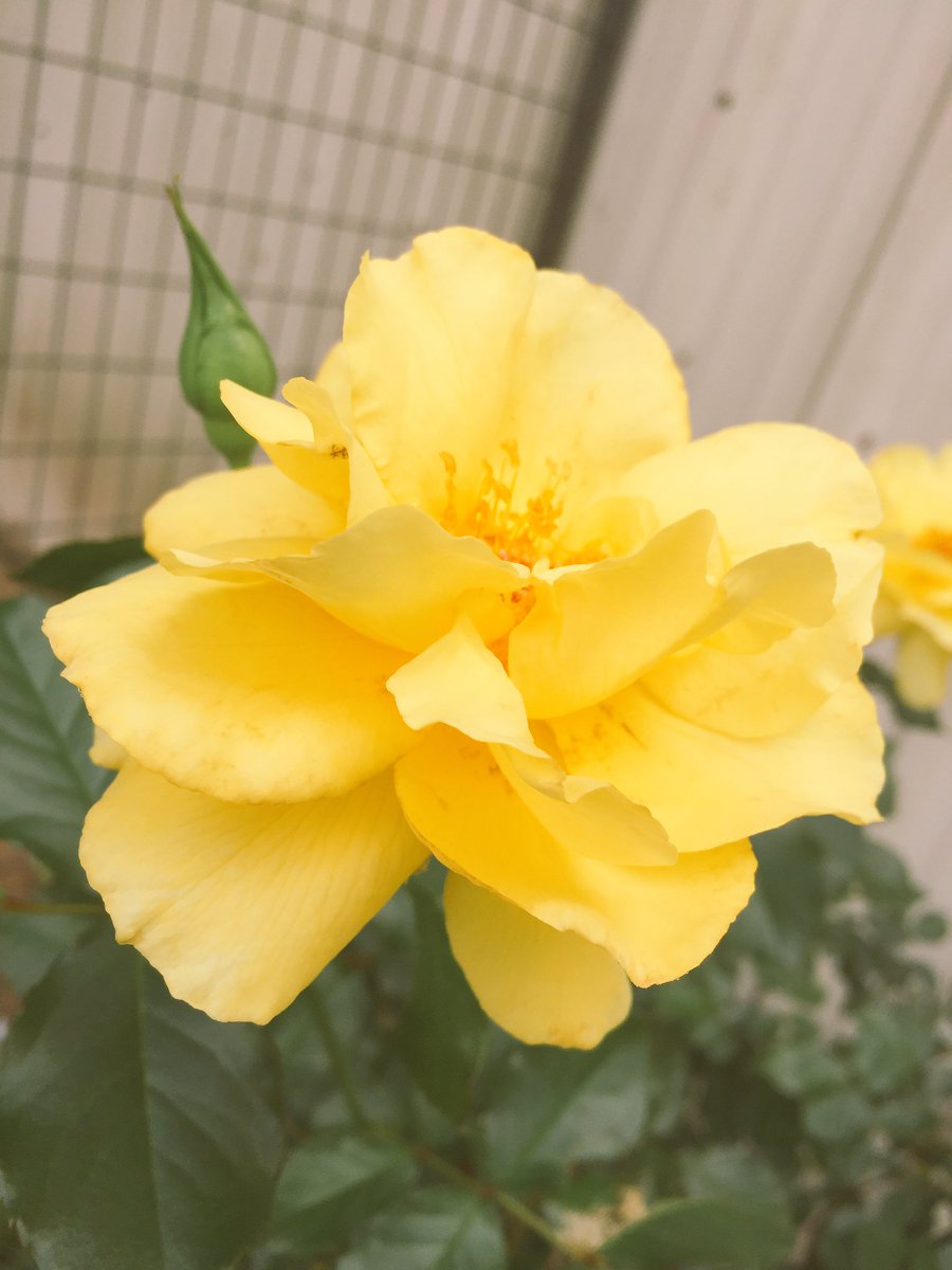 Ryleigh_Domann's tweet photo. RIP MJB.....yellow rose bush started blooming just for you this week๐๐ผ #ripMJB https://t.co/MJXfmAe80v