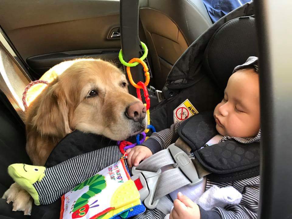CassidyBitch1's tweet photo. And my new buddy sharing the backseat gives me a great chin rest too ! #mybuddy https://t.co/b7NrJrH8Zy