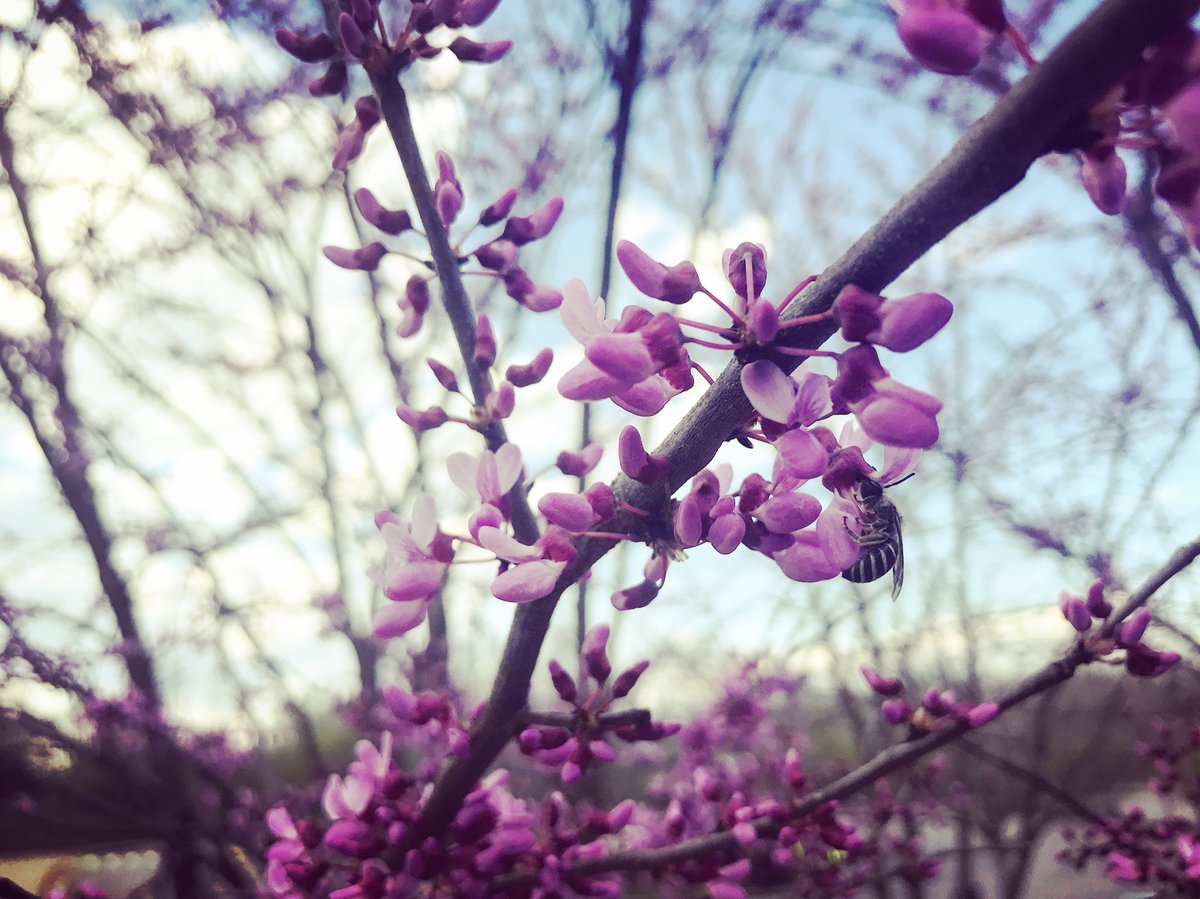 Expressedi's tweet image. We are in full bloom! Spring time brings out the flower child in all of us.. #springflowers #honeybee #springcollection