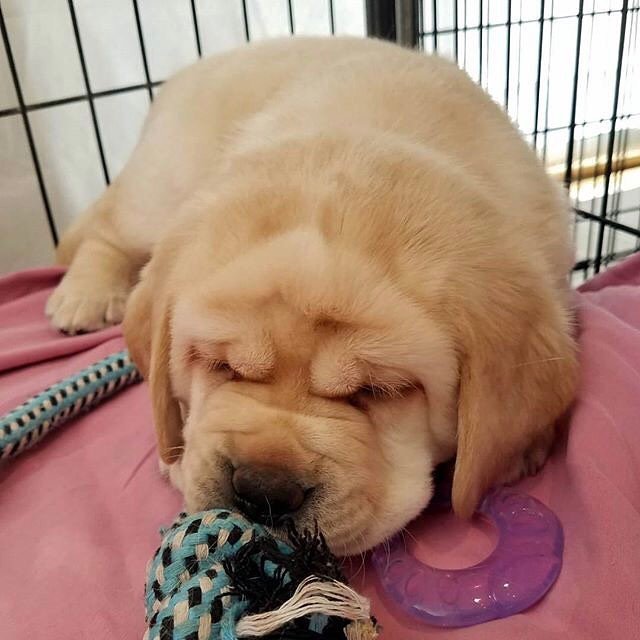 OjoSantaFe's tweet photo. "Soo many wrinkles to grow into!" #ADWSantaFe #puppies #servicedogpuppies #puppylove 📷: @britte_elise
.
#repost #s… https://t.co/23vrqa6MZP https://t.co/NfBPYDmv78