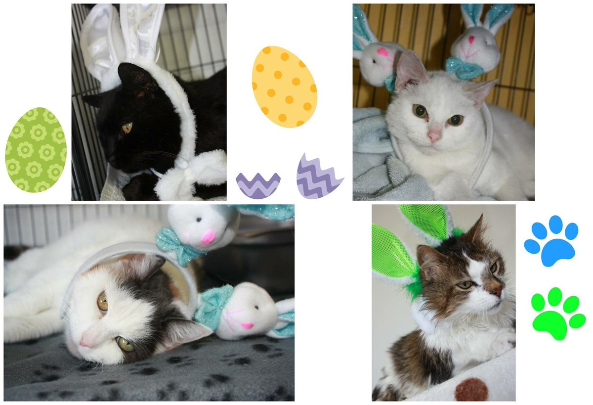 Our adult cats are hoping the Easter Bunny brings them a forever home this Easter. Come visit us sat, sun, and mon for some great deals!
