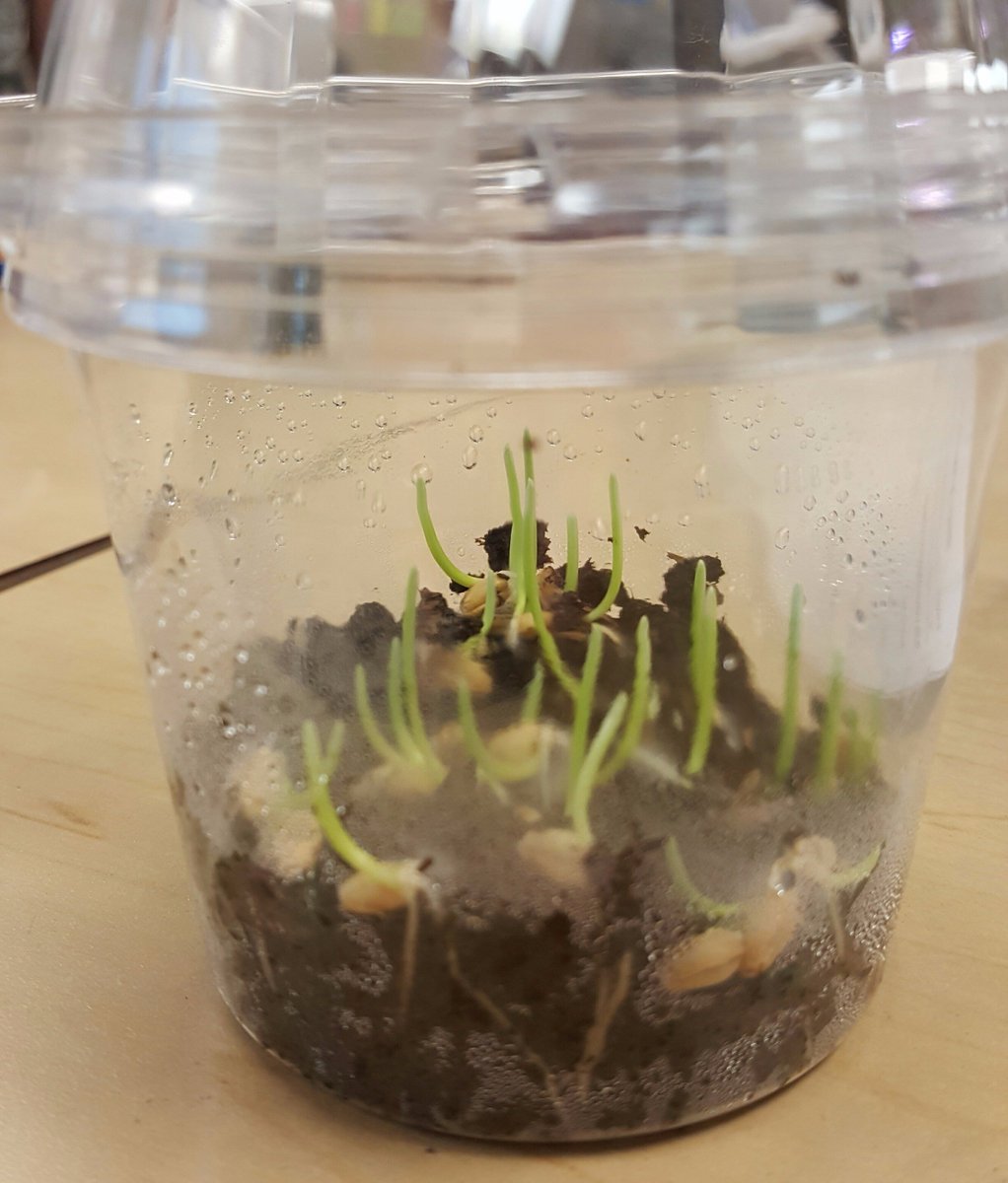vanzeipelclass's tweet image. The best way to grow wheat is in silt, sand, and clay with compost! We're growing our own wheat. This is one of our wheat plants. #WheatWeek