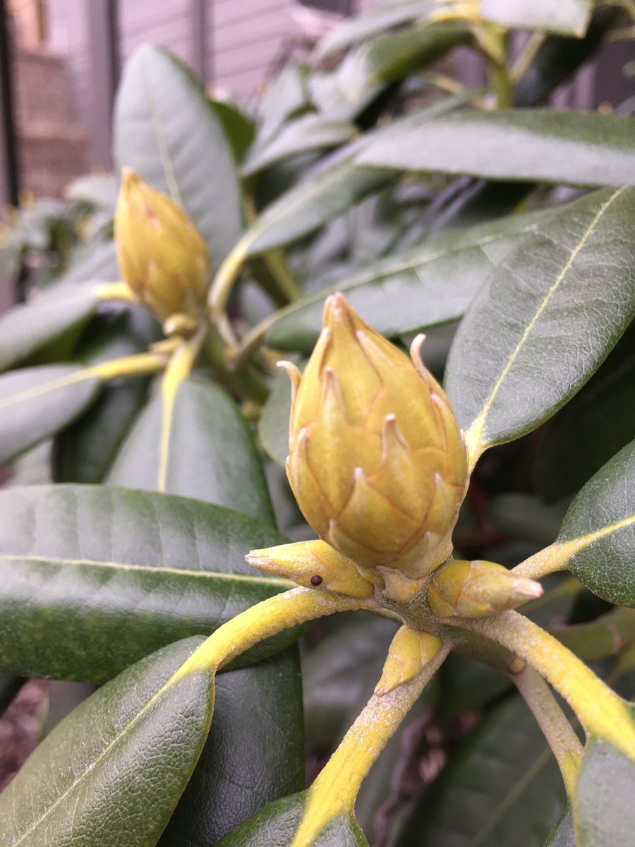 pleasantviewgdn's tweet photo. #rhododendron https://t.co/UsGP8Xu34B