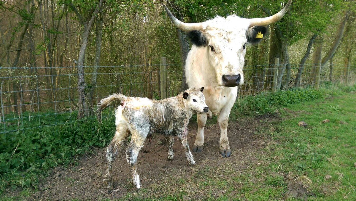 Hoo's Herd tweet media