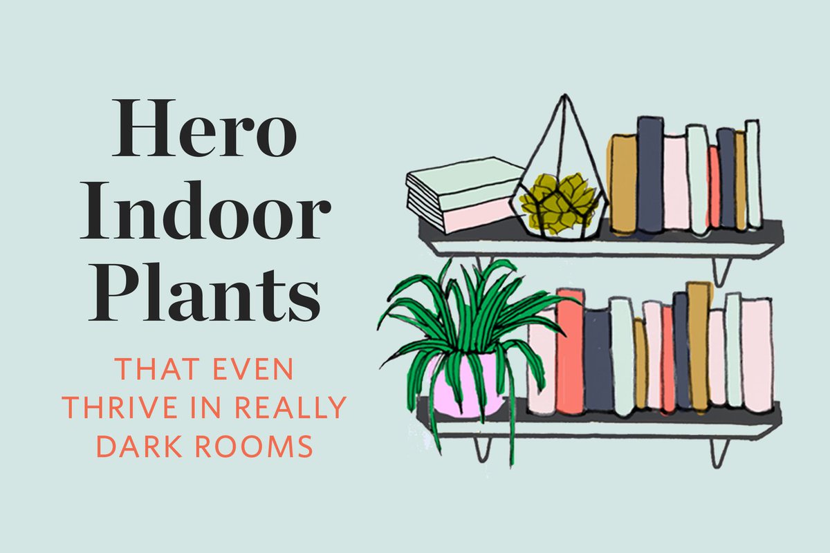 AptTherapy's tweet image. Hero Houseplants That Survive (&amp;amp; Even Thrive!) in Really Dark Rooms on.apttherapy.com/fDE7cg