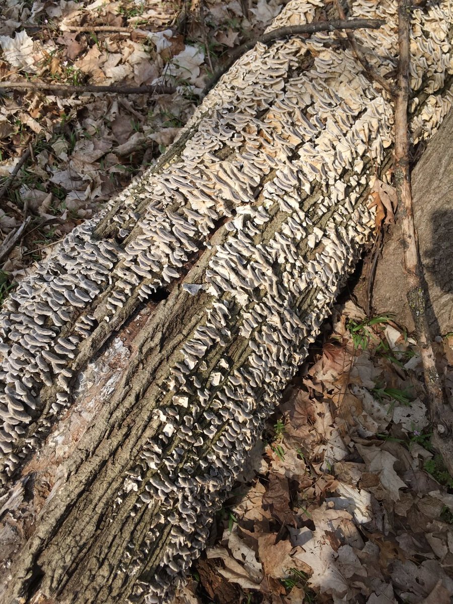 GenykJensen's tweet photo. Here we have some fungus growing on a rotting log. Fungus is a decomposer. #u7ecology #accbio #decomposers @mrhknodle https://t.co/TXHrmuV5Kl
