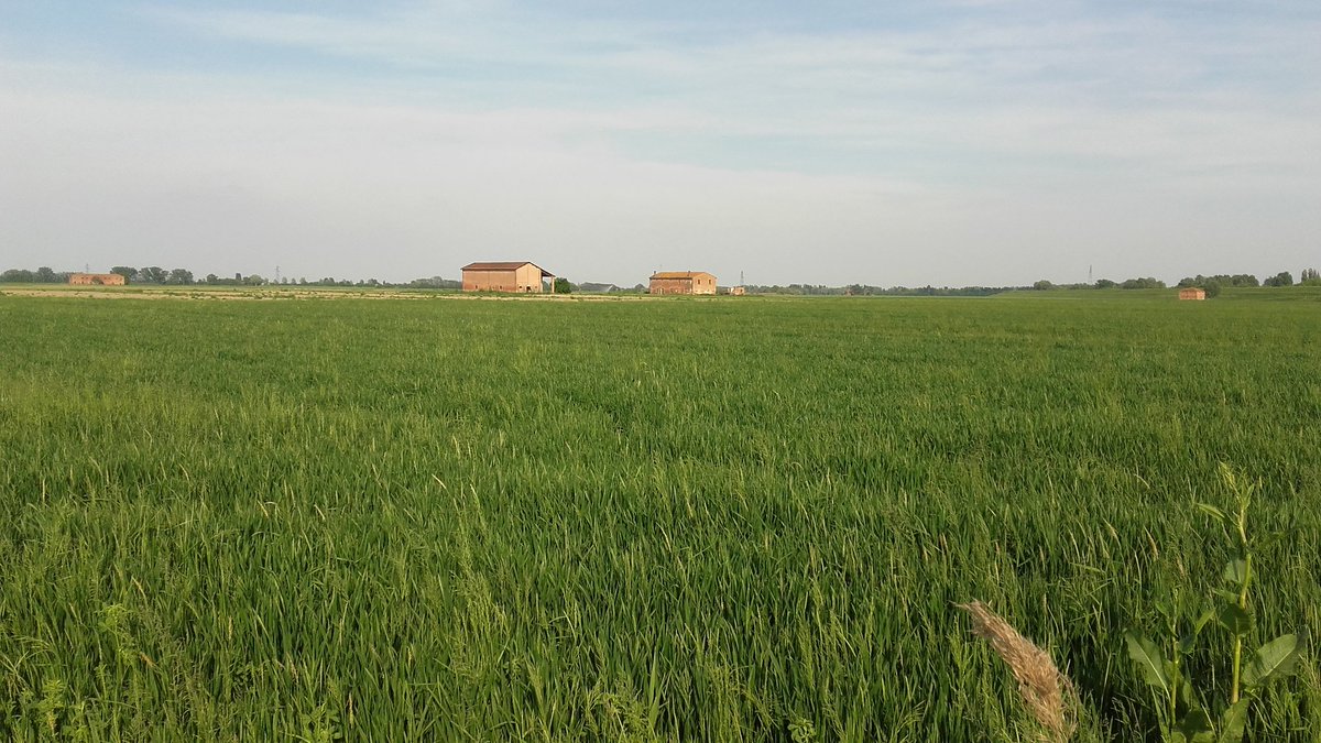 FTrappolini's tweet photo. Argenta (Fe): continuano le ricerche di Igor Vaclavic nelle campagne intorno al delta del fiume Reno #extrAgora https://t.co/35slVLfd8G