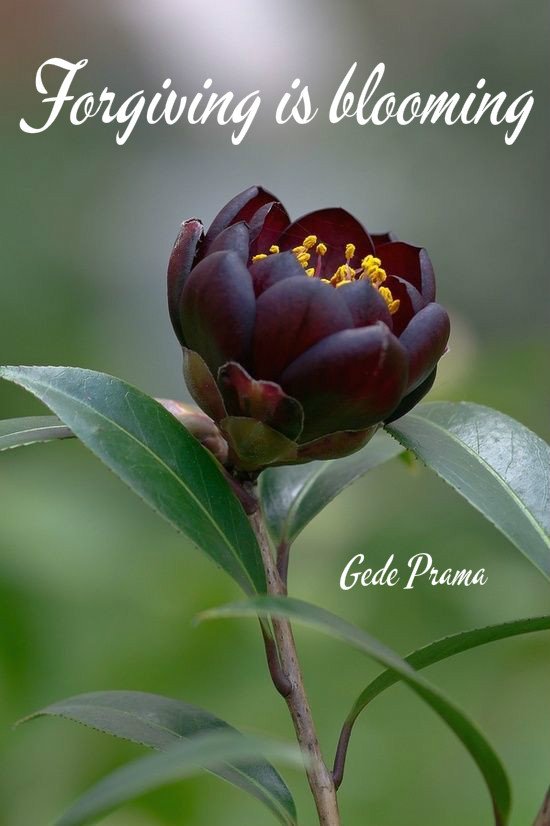 gede_prama's tweet photo. Forgiving is... https://t.co/w45WpLfhlg https://t.co/XIkiTzkSBm