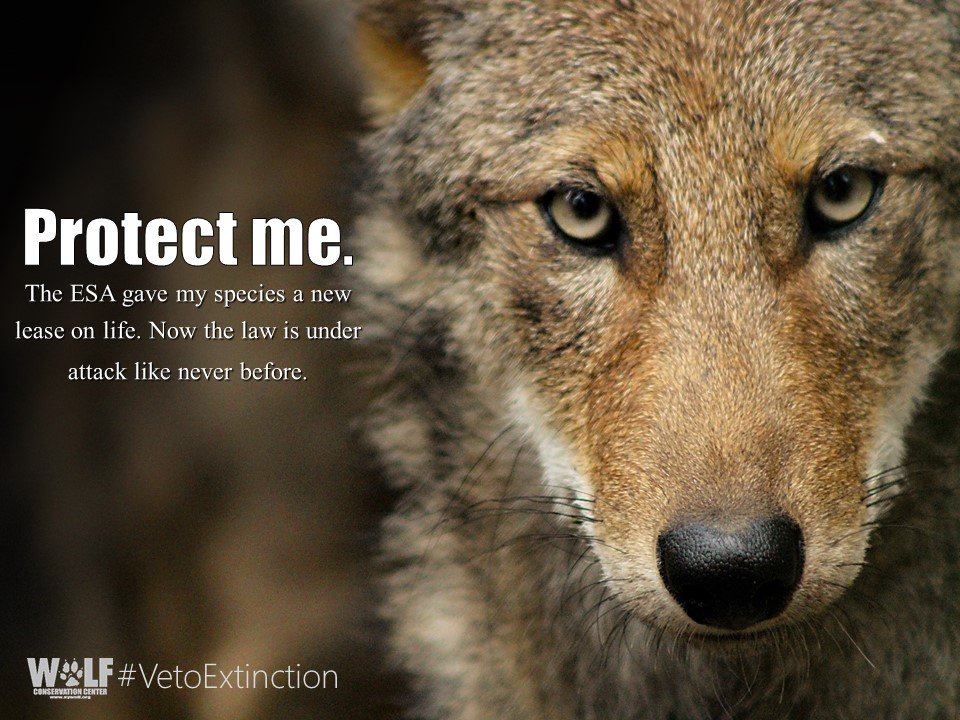 nywolforg's tweet photo. Commentary: Is the Endangered Species Act facing extinction? https://t.co/ja7NoFeZOt via @csmonitor #stopextinction #SaveRedWolves https://t.co/679cBC900l
