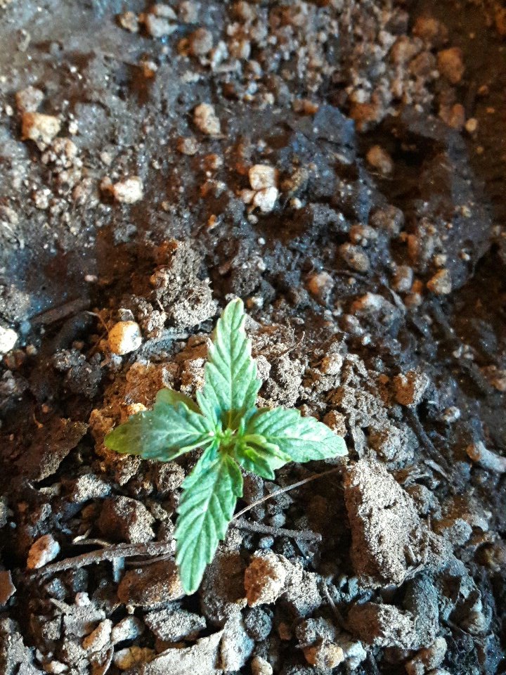 Armandolillo1's tweet photo. Creciendo 🍁 https://t.co/JWNNVgG9YL